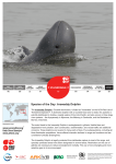 Species of the Day: Irrawaddy Dolphin