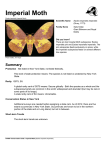 NYNHP Conservation Guide for Imperial Moth