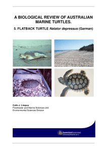 A Biological Review of Australian Marine Turtles