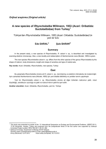 A new species of Rhynchobelba Willmann, 1953 (Acari: Oribatida