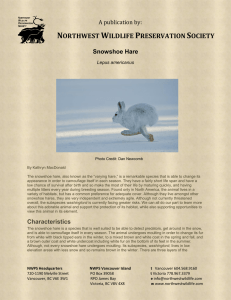 Snowshoe Hare - Northwest Wildlife Preservation Society