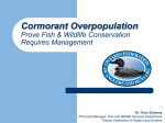 Cormorant Overpopulation - Ontario Federation of Anglers and