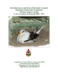 The Breeding Success and Status of Bermuda`s Longtail Population
