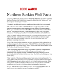 LOBO WATCH Northern Rockies Wolf Facts