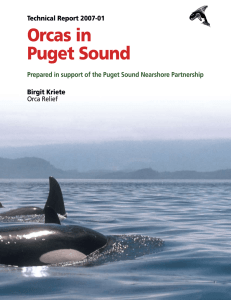 Orcas in Puget Sound - Puget Sound Nearshore Ecosystem