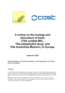 A review on the ecology and silviculture of limes (Tilia