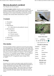 Brown-headed cowbird - Wikipedia, the free encyclopedia