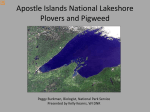 Apostle Islands National Lakeshore Plovers and Pigweed