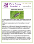 firefly fact sheet - World Animal Foundation