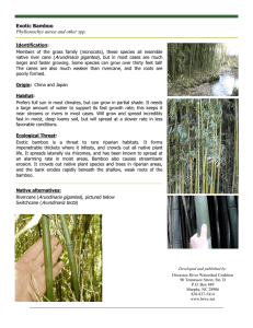 Exotic Bamboo Phyllostachys aurea and other spp.