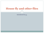 House fly and other flies