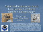 Puritan and Northeastern Beach Tiger Beetles