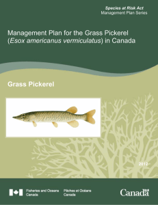 Management Plan for the Grass Pickerel