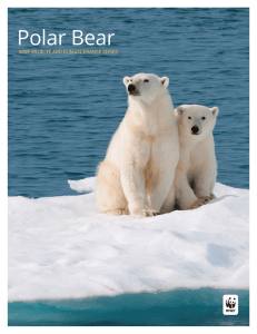 Polar Bear - World Wildlife Fund