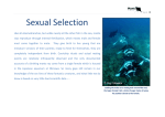 Sexual Selection – Courtship and mating rituals