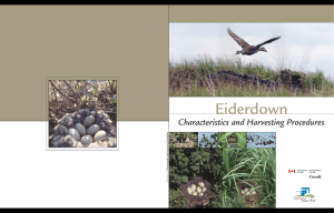 Eiderdown – Characteristics and Harvesting