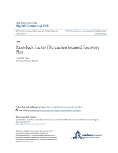 Razorback Sucker (Xyrauchen texanus) Recovery Plan