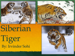 Siberian Tiger By: Irvinder Sohi