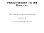 Plant ID Tips