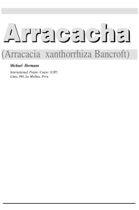 Arracacia xanthorrhiza Bancroft