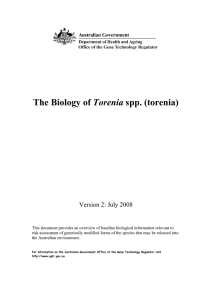The Biology of Torenia spp. (torenia)