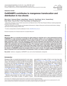 OsNRAMP5 contributes to manganese translocation and distribution