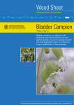 Bladder Campion - Home Enviro Data SA