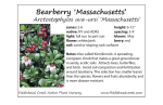 Bearberry `Massachusetts` - Fiddlehead Creek Native Plant Nursery