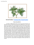 herbal medicine(pansit-pansitan)May
