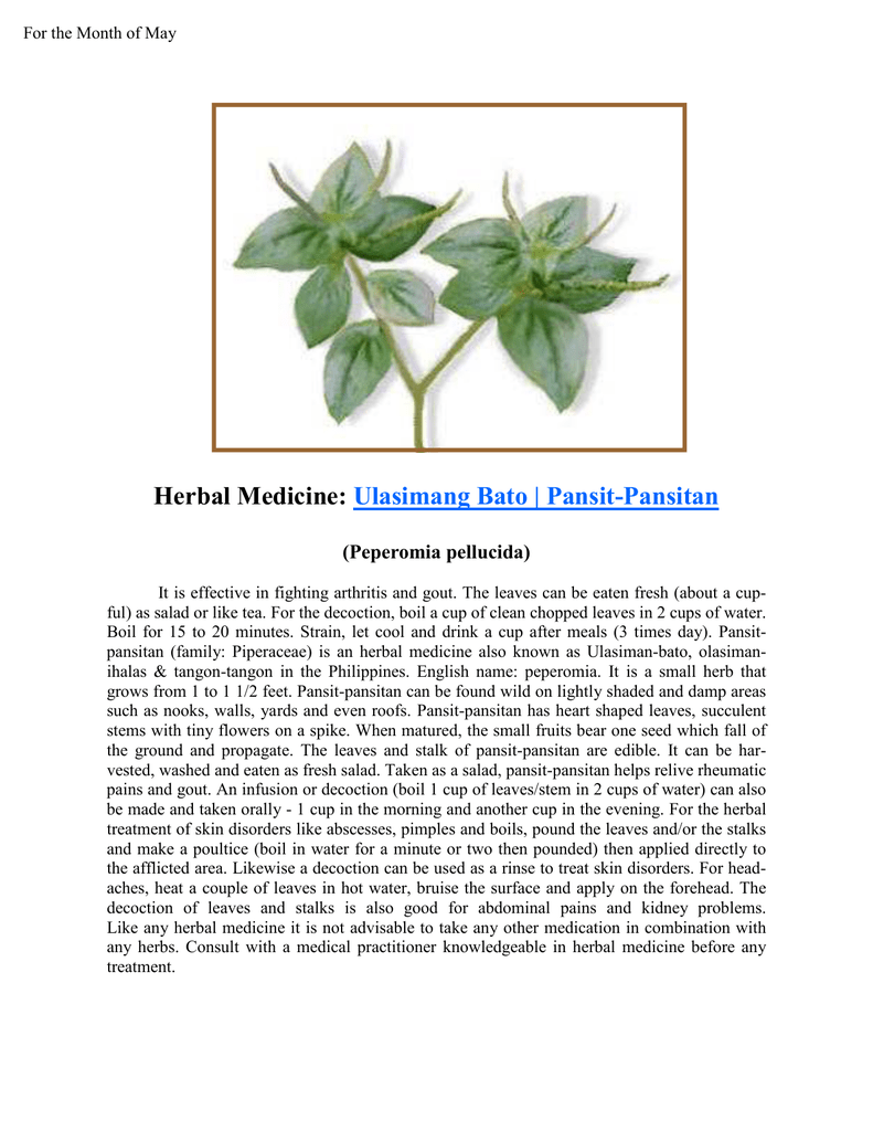 pansit pansitan herbal plant