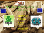 pests and diseases of cassava