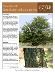 Honey Locust: Identification and Management