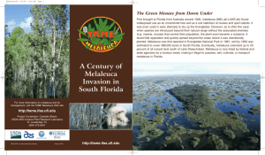 A Century of Melaleuca Invasion in South Florida