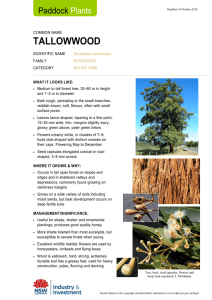 Paddock Plants fact sheet: Tallowwood