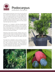 Podocarpus - Cherry Lake Tree Farm