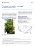 Podocarpus macrophyllus - EDIS