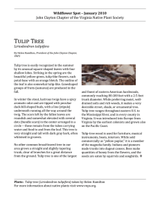 Tulip Tree - Gloucester County