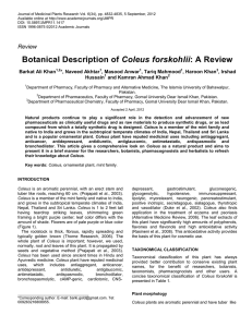 Botanical Description of Coleus forskohlii: A Review