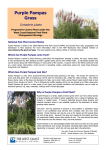 Purple Pampas Grass Fact Sheet