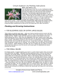 Crinum Scabrum Lily Planting Instructions Milk and Wine Lily