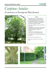 Carpinus betulus - Tree Logic Arboricultural Consultants