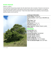 Acacia mearnsii (Black wattle) Size/Shape