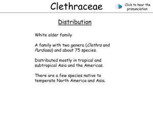Clethraceae