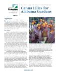 Canna Lilies for Alabama Gardens