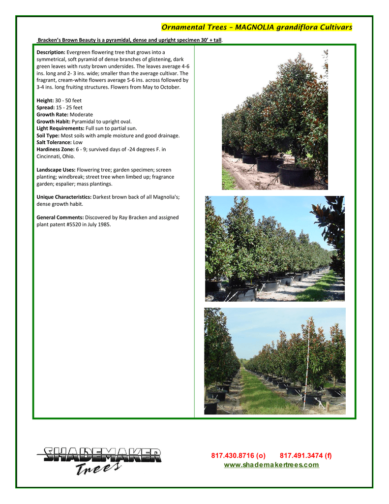 Fragrant Flowering Trees Zone 6 - remingtonavqw