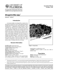 Bougainvillea spp. - Environmental Horticulture