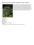 Japanese Aucuba (Aucuba Japonica) - Garden Basics
