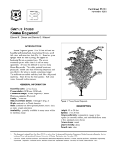 Cornus kousa - Environmental Horticulture