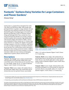 Funtastic™ Gerbera Daisy Varieties for Large Containers