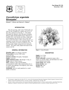 Coccothrinax argentata Silverpalm